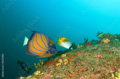 Fototapeta Naklejka Na Ścianę i Meble -  Tropical fish: Blue-ringed Angelfish