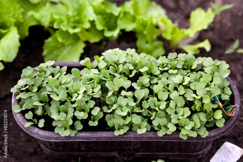 Home gardening - young rucola ( arugula ) in the flowerpot
