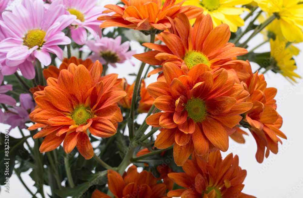 Close up of the colorful chrysanthemum flowers