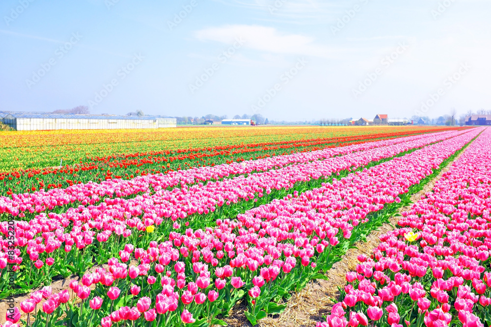 Beautiful blossoming tulip fields in the countryside from the Ne