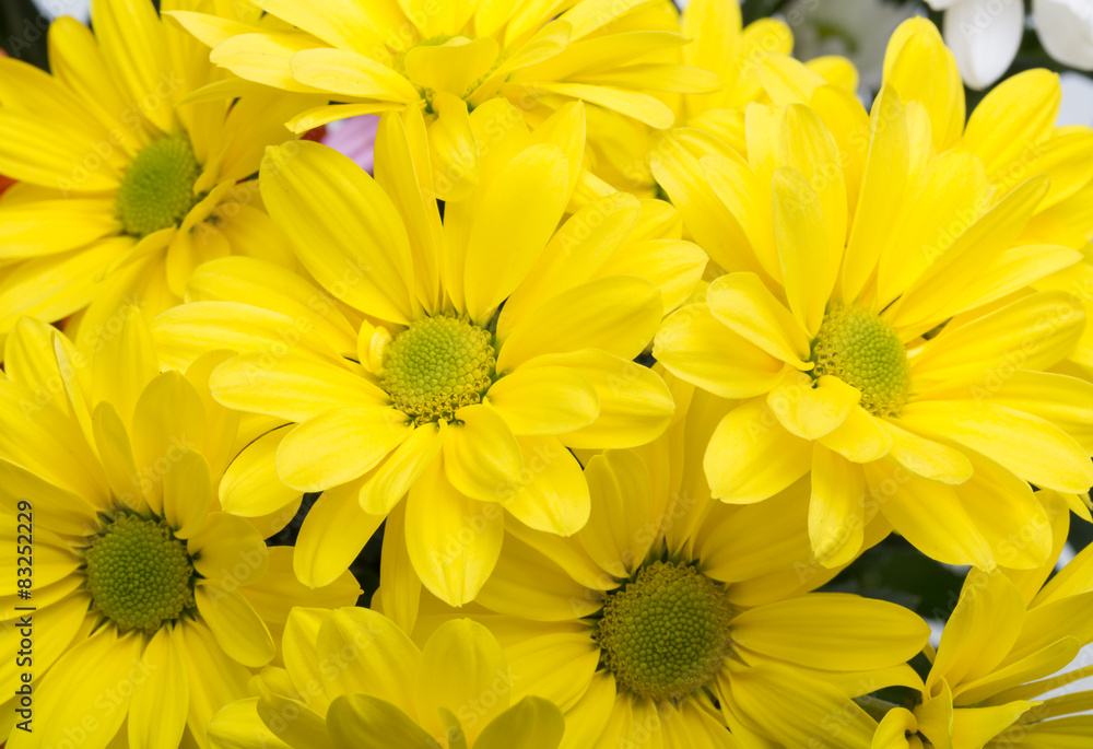 Close up of the yellow chrysanthemum flowers Close up of the yellow chrysanthemum flowers