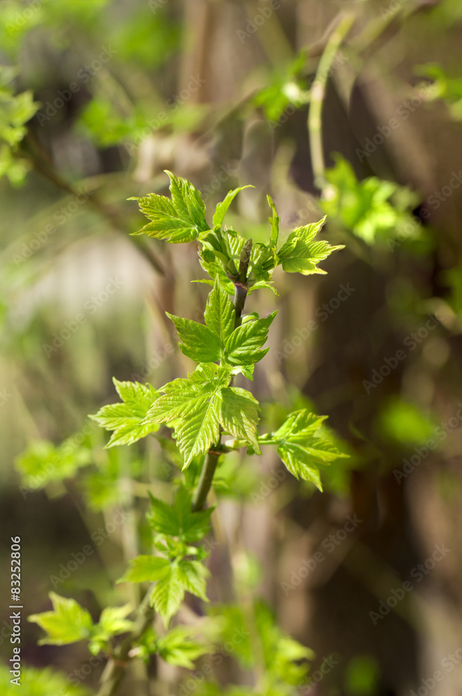 leaves on the white background leaves on the white background