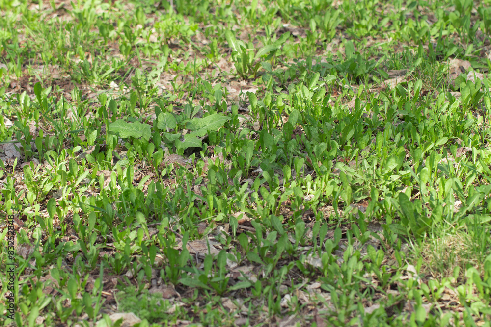 Obraz premium grass on the white background