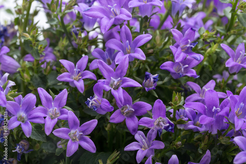 Beautiful vivid purple spring flower bush Dalmatian bellflower  Campanula portenschlagiana 