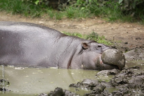 pygmy hippopotamus