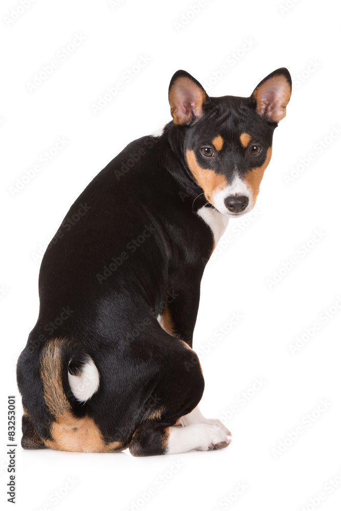 tricolor basenji dog tricolor basenji dog