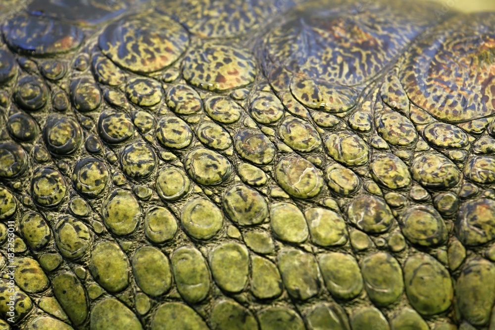 Fototapeta premium skin of the gavial