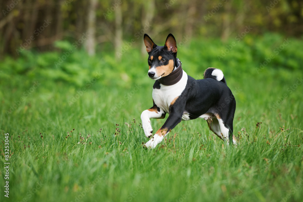 basenji puppy running outdoors