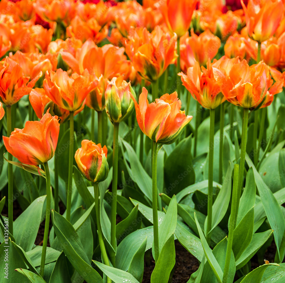tulips in flower garden, Kukenhof, Holland
