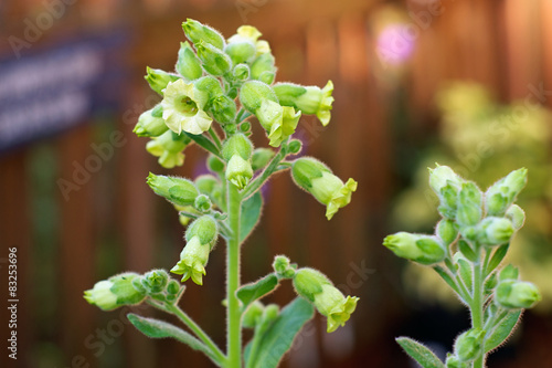 Принти на полотні flowers on hopi tobacco plant
