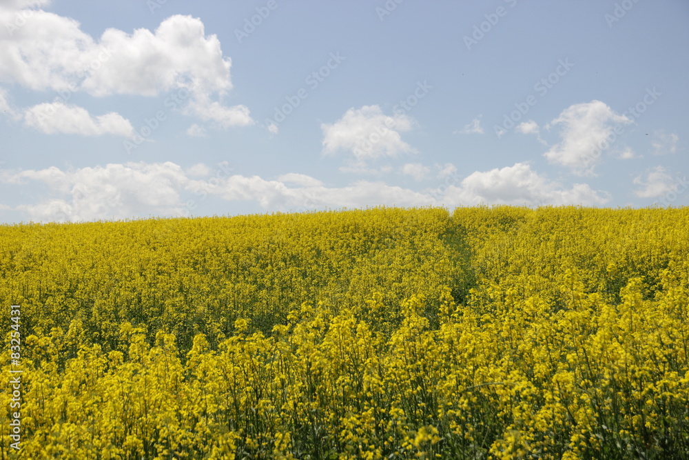 yellow field