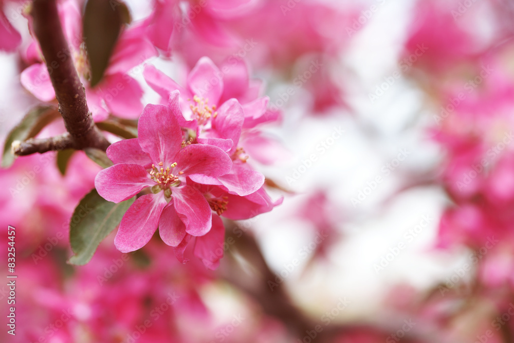 Fototapeta premium Цветущая розовым яблоня