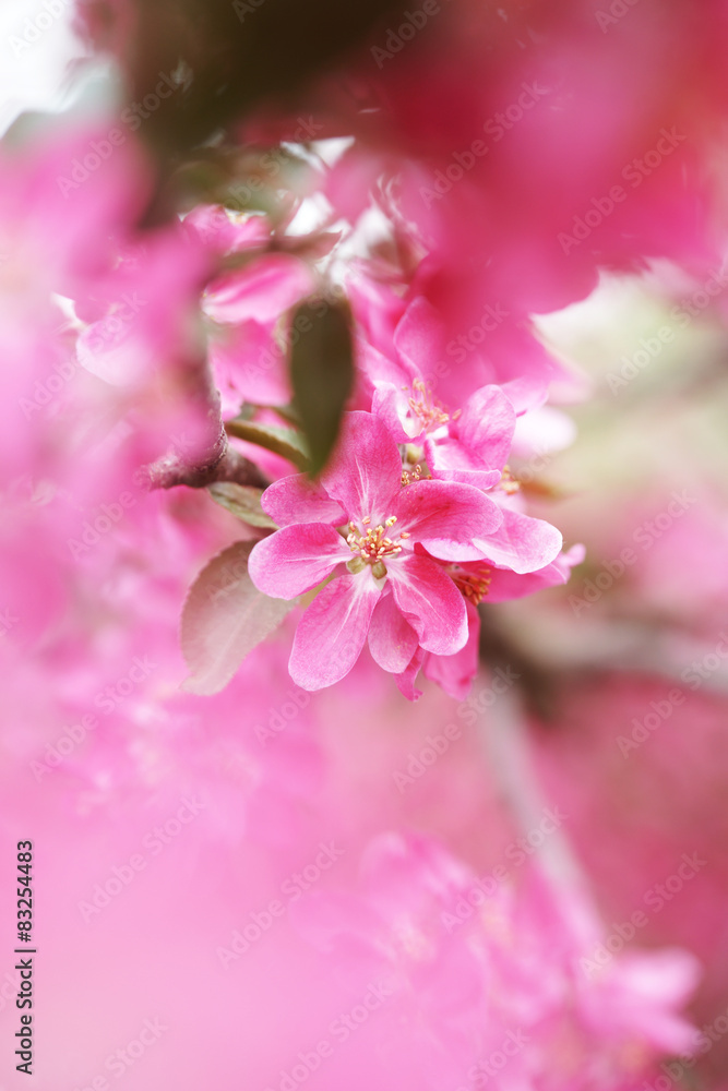 Цветущая розовым яблоня