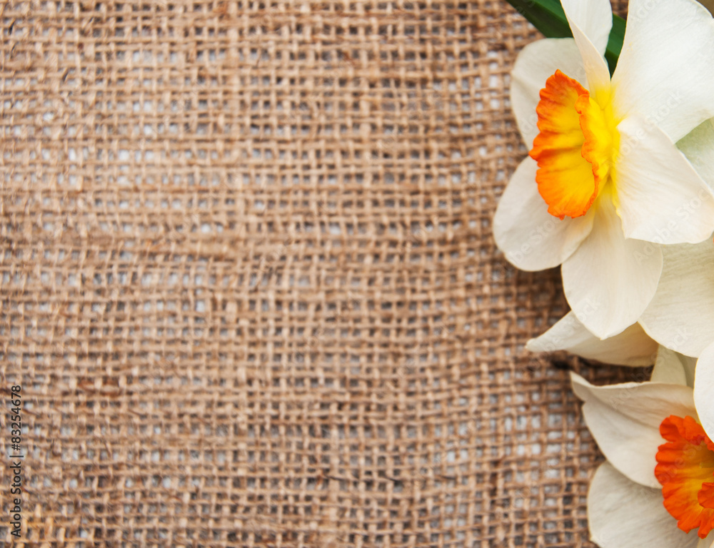 daffodil flowers on a burlap background daffodil flowers on a burlap background