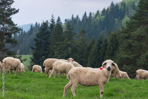 Fototapeta Naklejka Na Ścianę i Meble -  traditional sheep grazing on hills in polish mountains