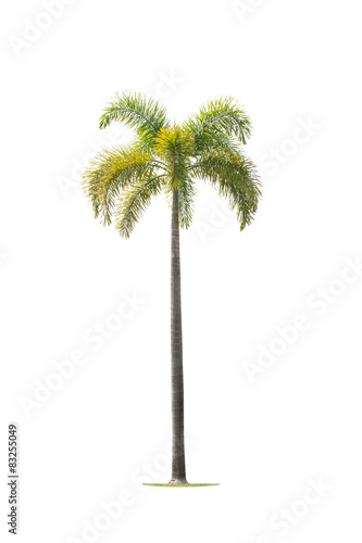 betel palm trees