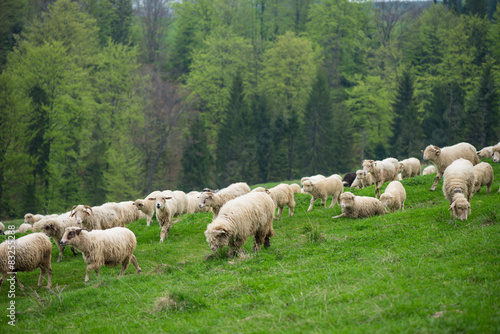 traditional sheep grazing on hills in polish mountains