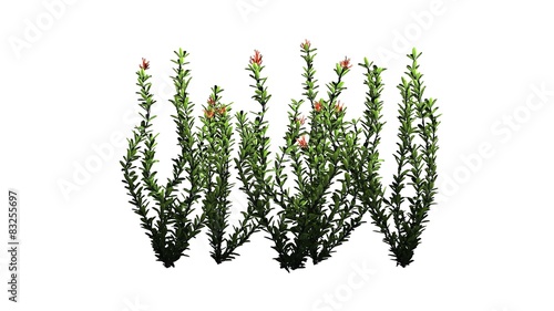 Ocotillo flowers - isolated on white background  photo