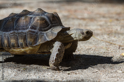Spurred Tortoise - Geochelone sulcata. © wollertz