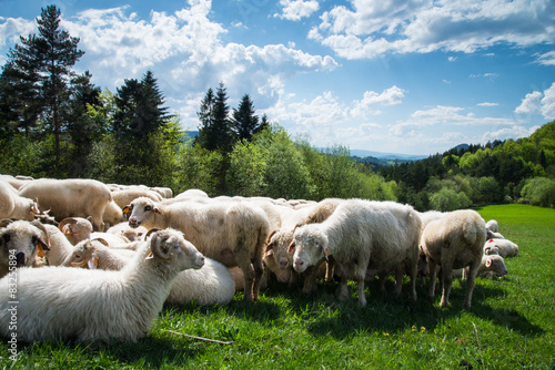 Fototapeta Naklejka Na Ścianę i Meble -  traditional sheep grazing on hills in polish mountains