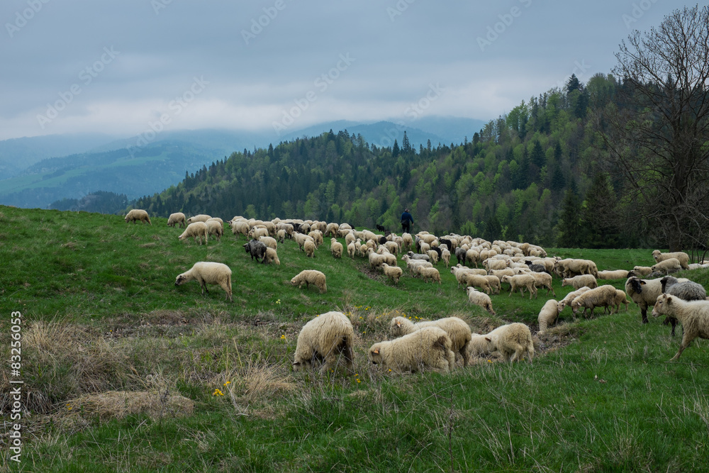 Traditional sheep grazing on hills in polish Tatry mountains reg