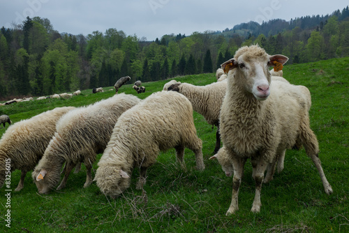 Fototapeta Naklejka Na Ścianę i Meble -  Traditional sheep grazing on hills in polish Tatry mountains reg