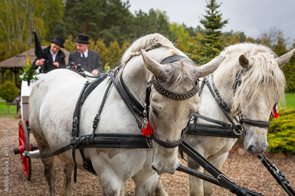 Carriage with white horses for a wedding