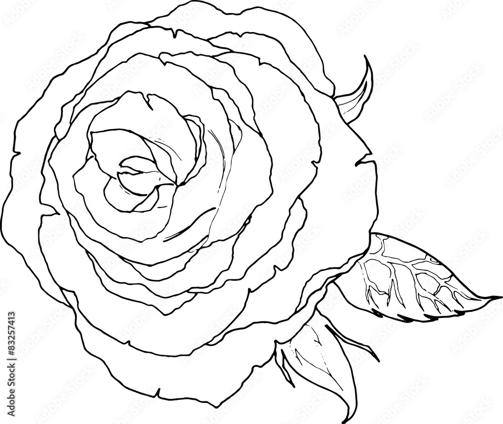 Line art drawing of a rose flower Line art drawing of a rose flower