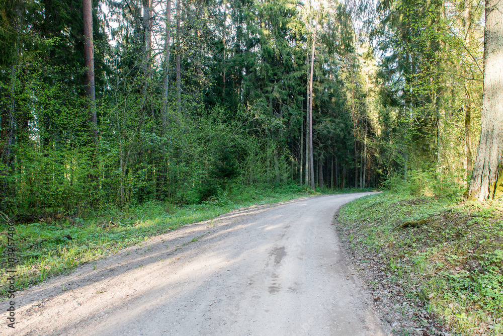 Fototapeta premium empty country road in forest