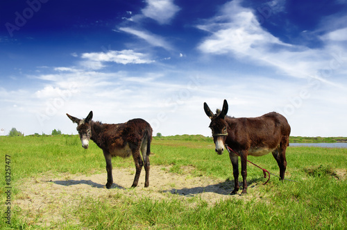 Canvas-taulu two Spanish donkeys