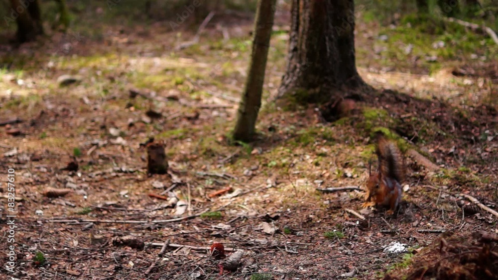 Red squirrel eats in forest Red squirrel eats in forest
