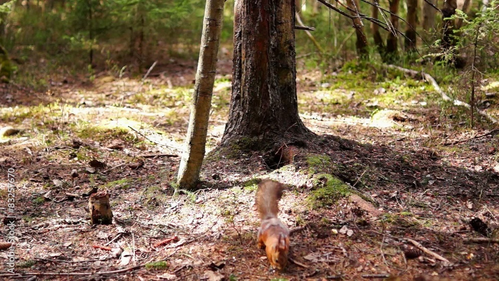 Squirrel in spring pine forest Squirrel in spring pine forest