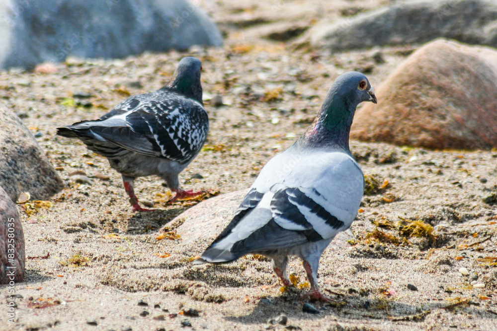 Obraz premium Tauben