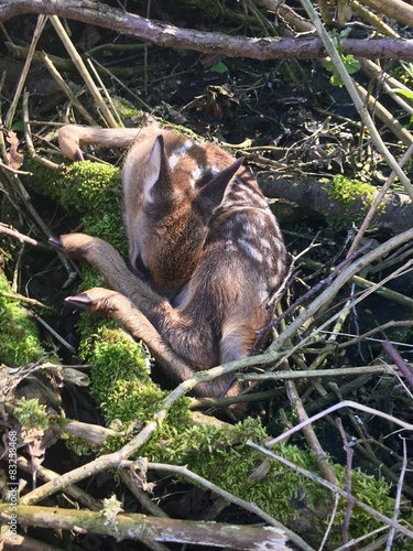 verlassenes Rehkitz im Wald photo