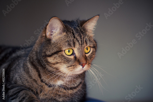 portrait of young male cat with yellow eyes © vprotastchik