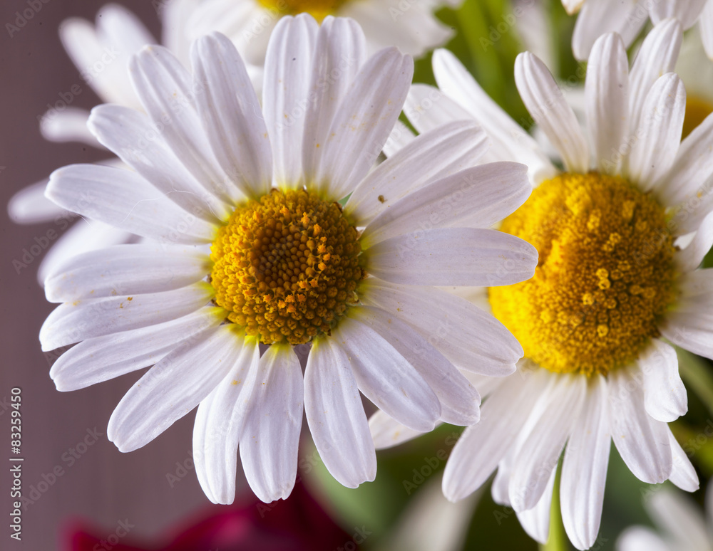 Fototapeta premium Daisies