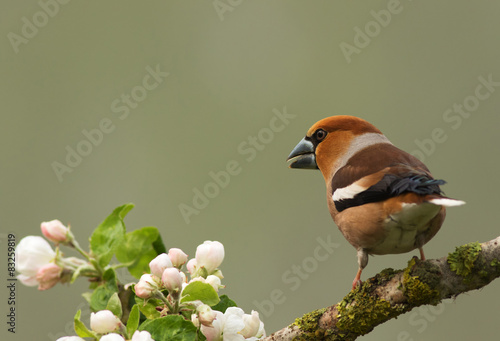 Photo Hawfinch on a branch (Coccothraustes coccothraustes)