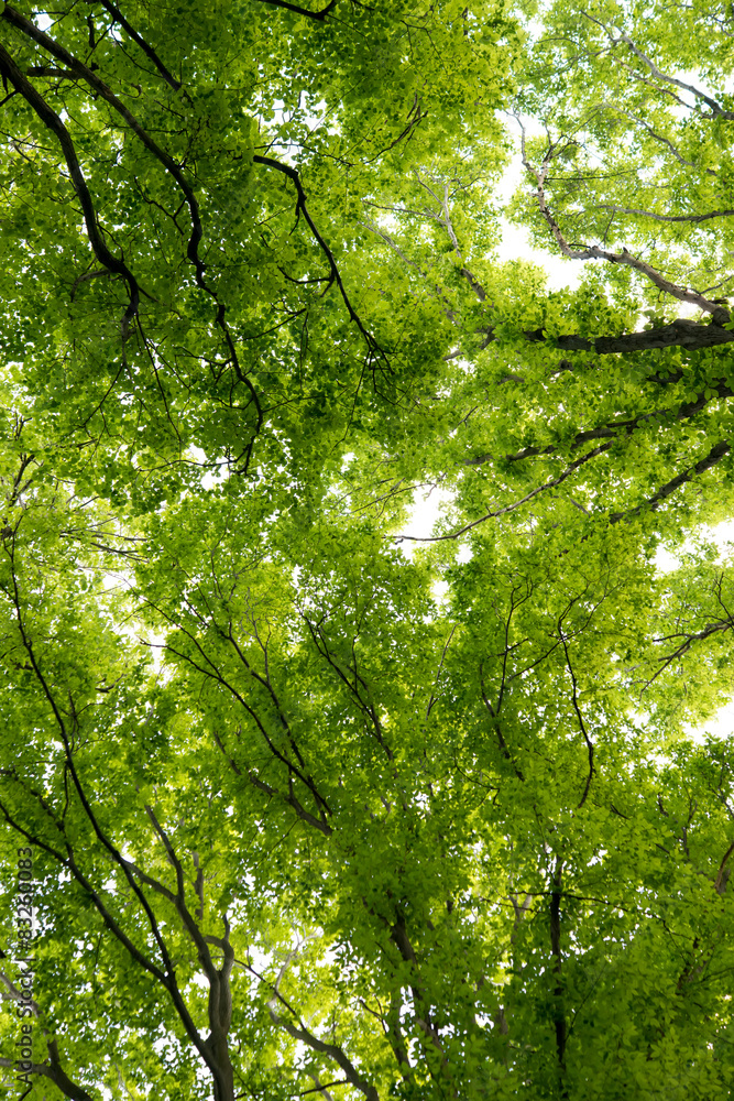 Fototapeta premium foliage of tree crowns in spring