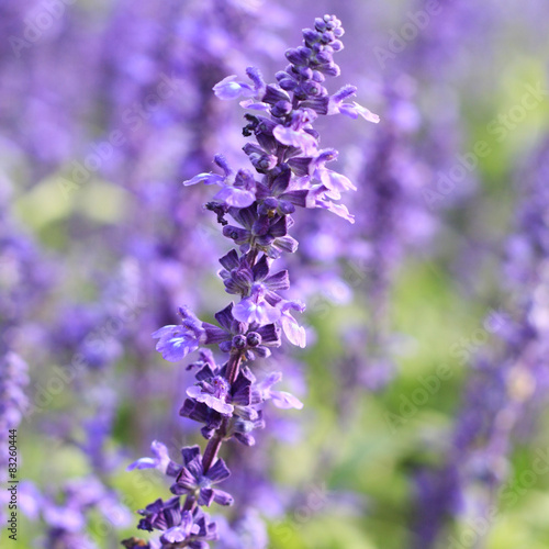 Lavender field, France.