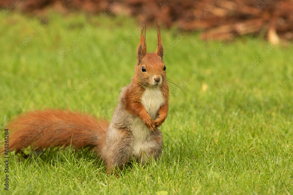 European squirrel standing on the grass (Sciurus) European squirrel standing on the grass (Sciurus)