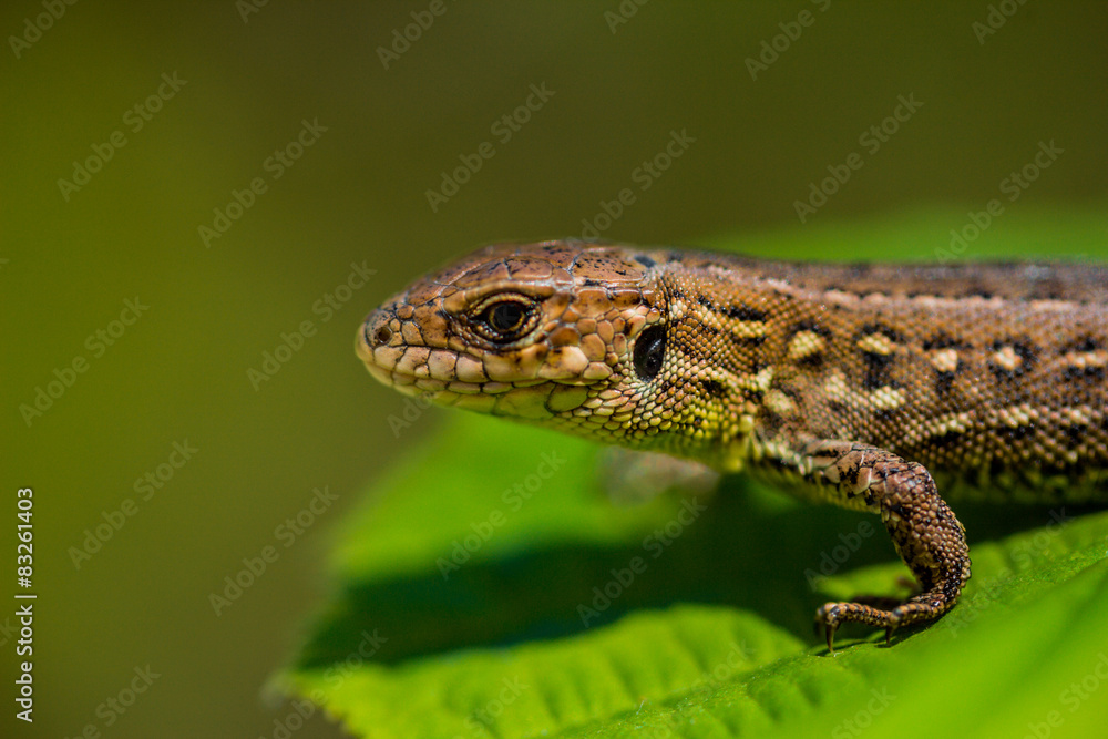 Naklejka premium Зеленая ящерица на листике