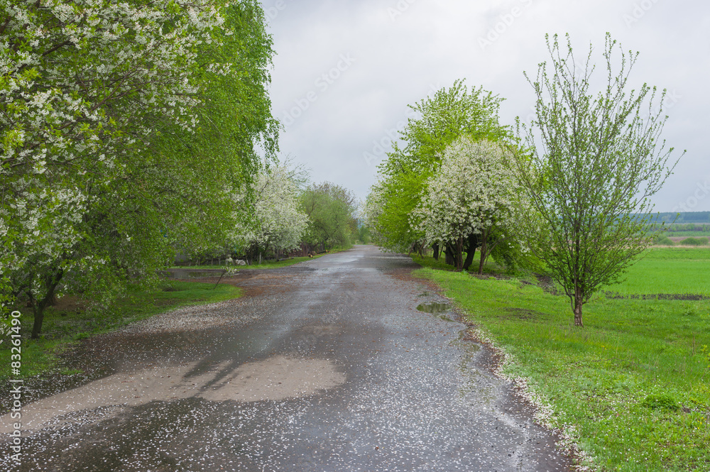 Country road in remote village in Poltavskaya oblast, Ukraine