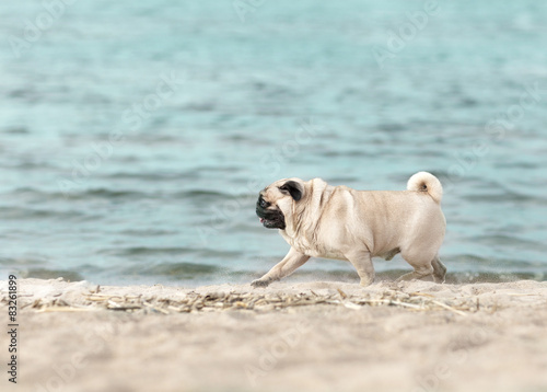 Pug goes along the coast © svetastar