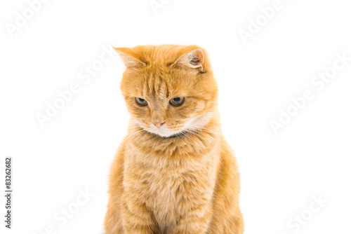 ginger cat isolated