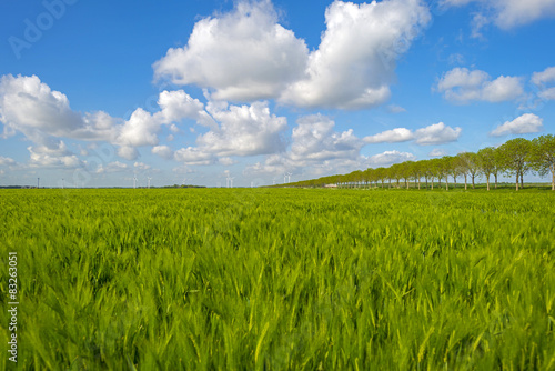 Green wheat on a field in spring