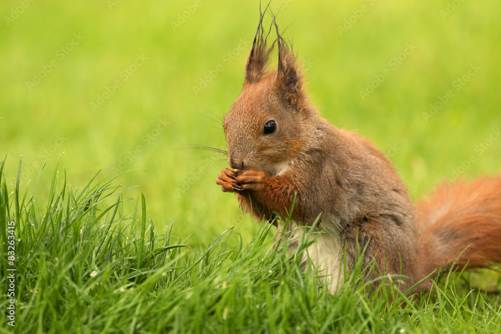 European Squirrel eating sunflower seeds (Sciurus) European Squirrel eating sunflower seeds (Sciurus)