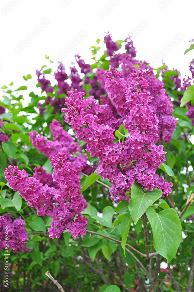 Fototapeta premium lilac flowers