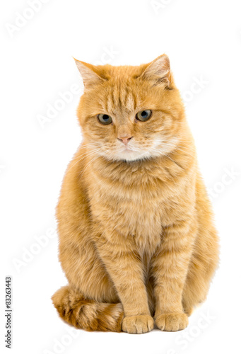 ginger cat isolated © ksena32