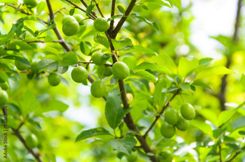 Unripe plums