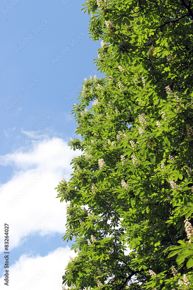 Chestnut tree blossoming over blue sky Chestnut tree blossoming over blue sky